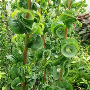Salix Babylonica 'Crispa'